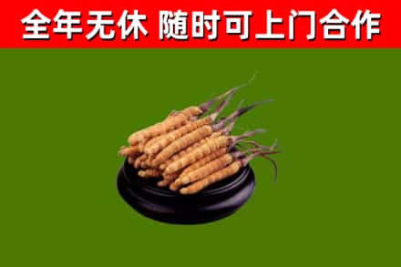 黔南烟酒回收冬虫夏草.jpg